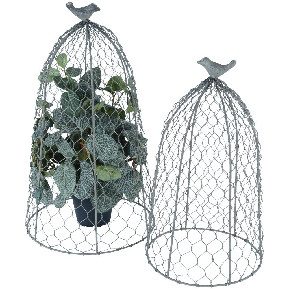 chicken wire cloche