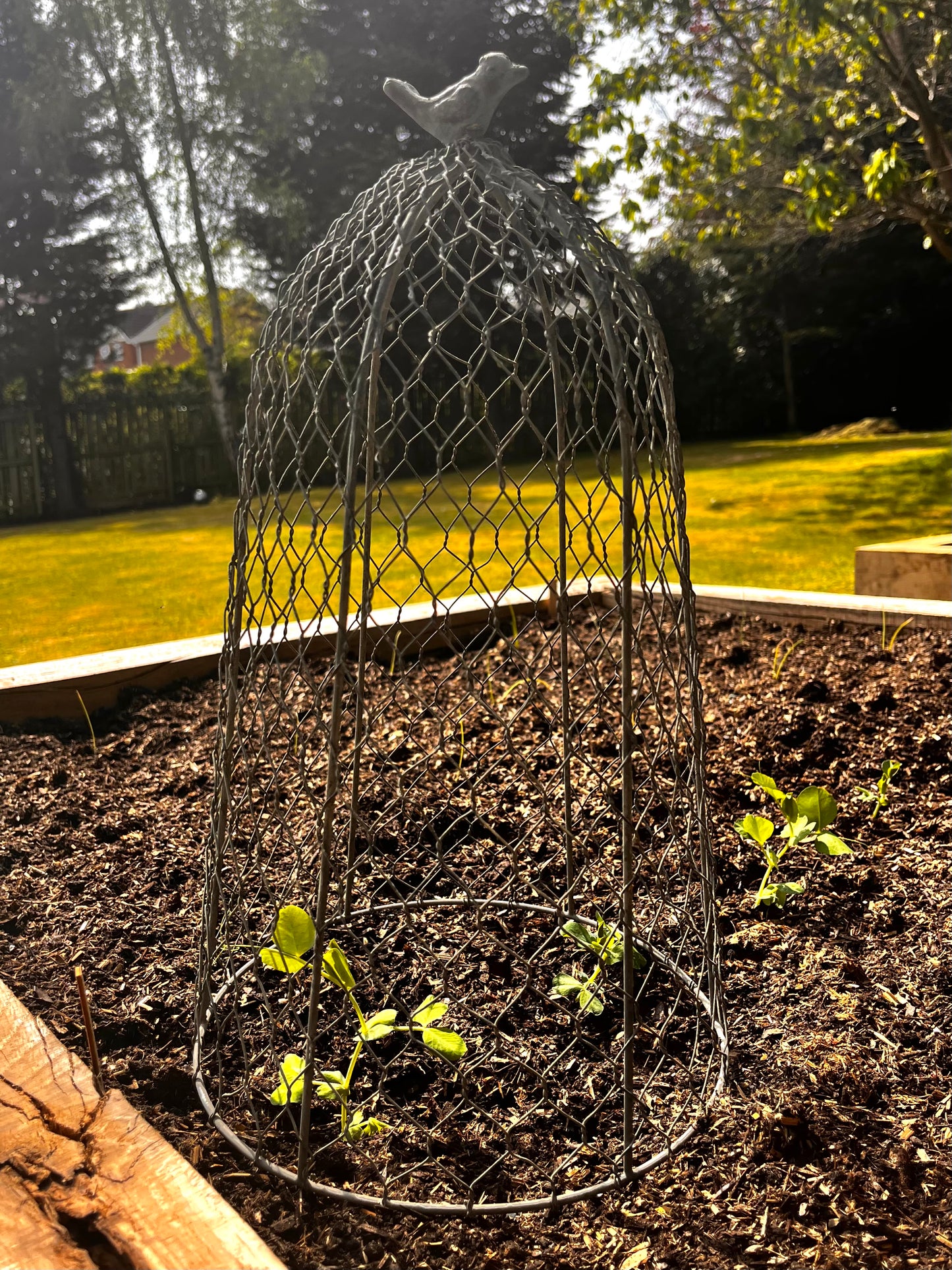 Chicken Wire Plant Cloche