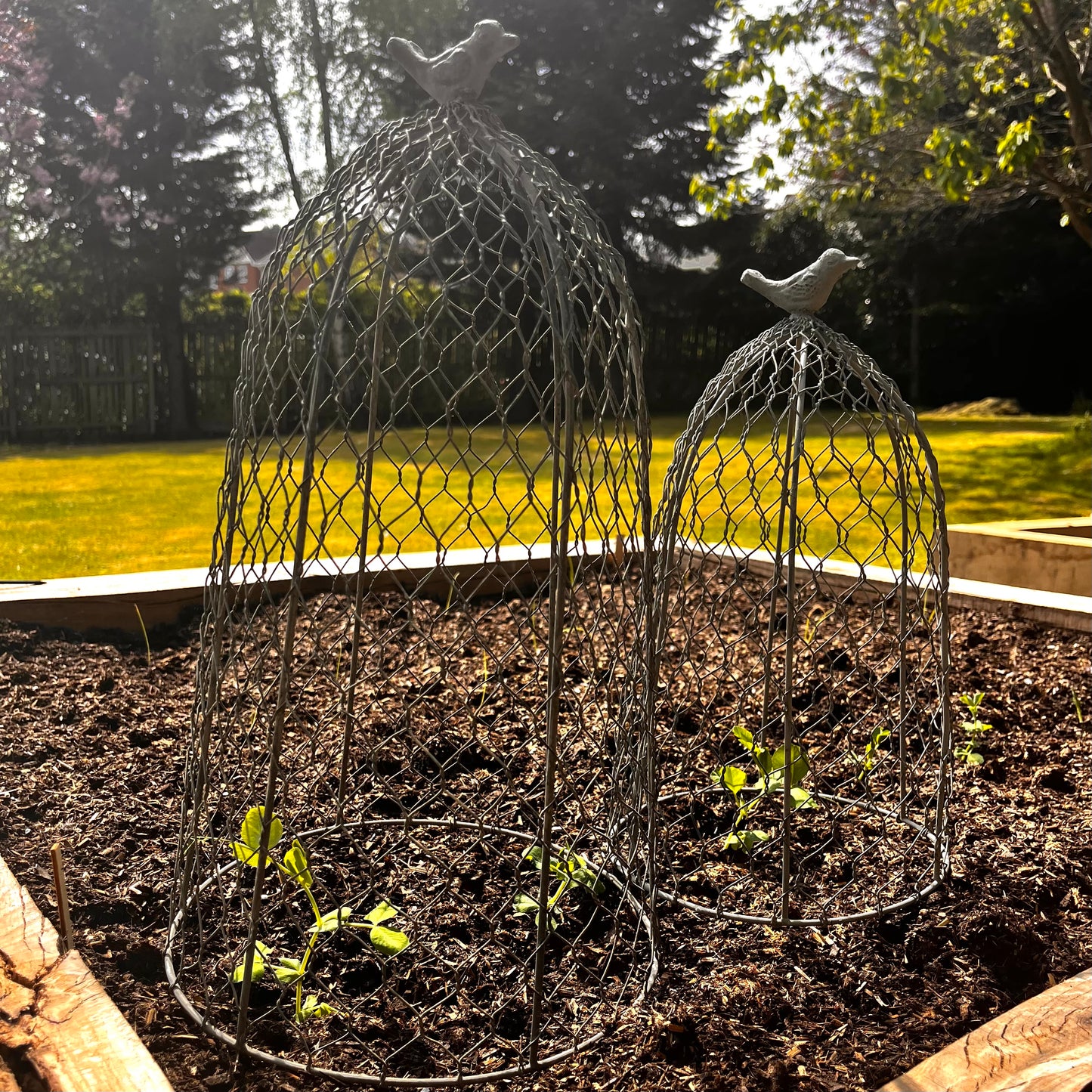 Chicken Wire Plant Cloche
