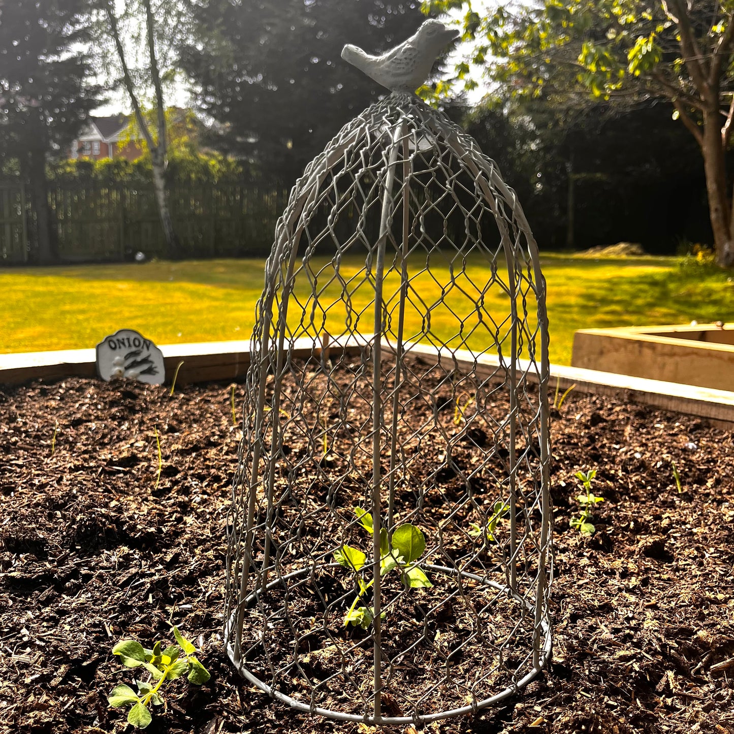 Chicken Wire Plant Cloche