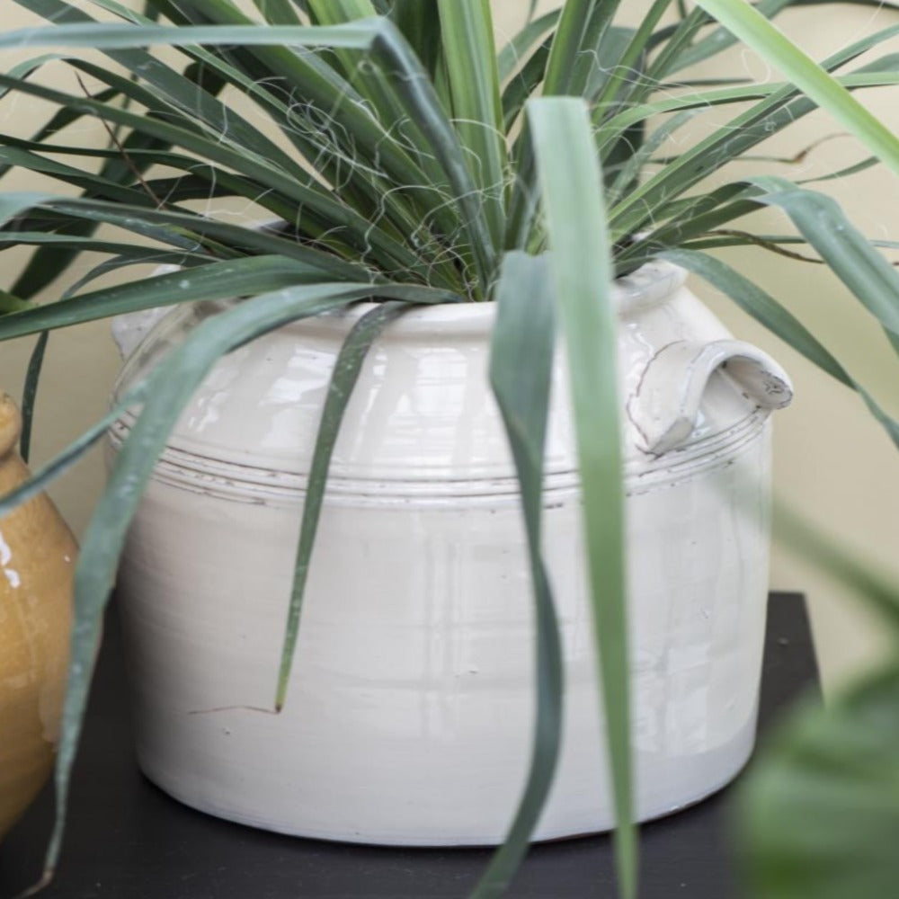 extra large cream ceramic planter with ears and ribbed effect at neck, styled with a green plant