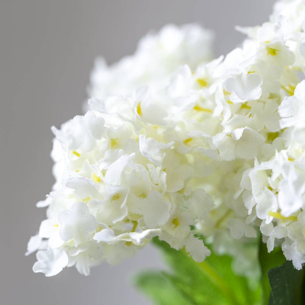 x3 Viburnum Cream Small