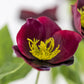 Faux Burgundy Hellebore Stem