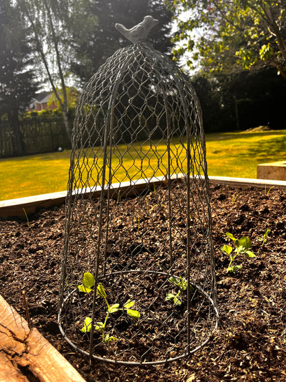 Chicken Wire Plant Cloche