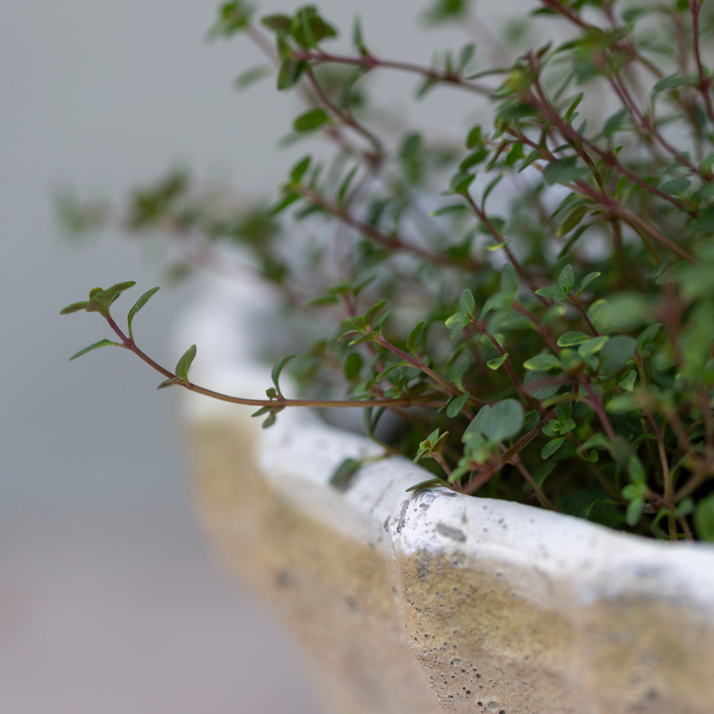 White Stone Terracotta Bulb Pot