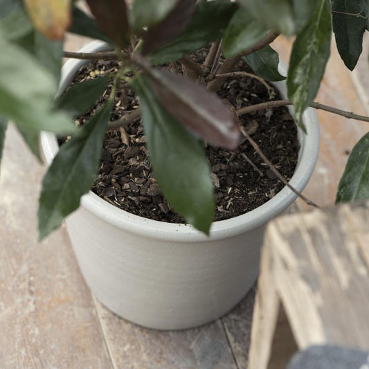 large cream cermatic outdoor plant pot filled with soil and small tree.