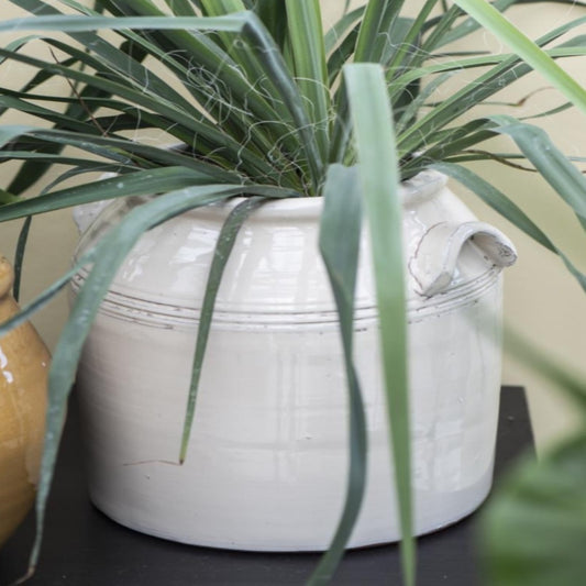 extra large cream ceramic planter with ears and ribbed effect at neck, styled with a green plant