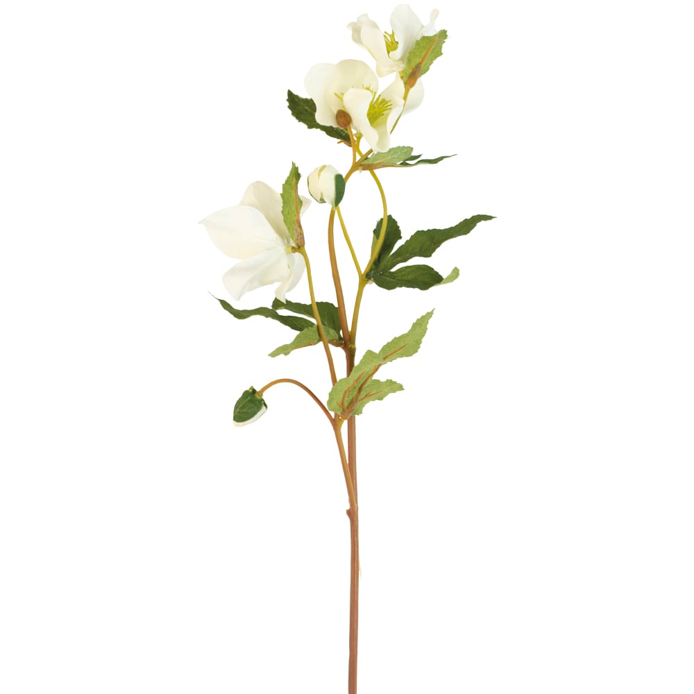 off white hellebore perfect winter flower that can be paired with multiple stems or in a floral arrangemen