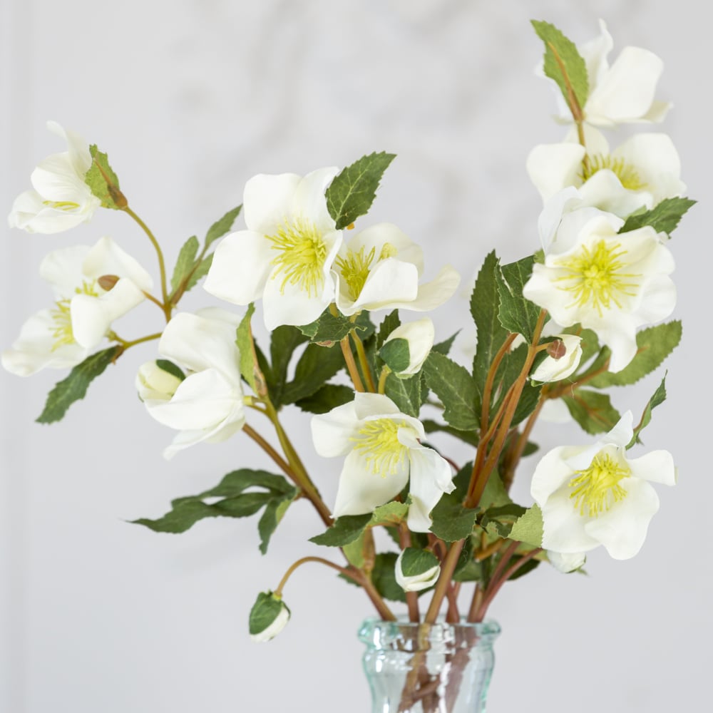 off white hellebore perfect winter flower that can be paired with multiple stems or in a floral arrangemen