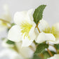 off white hellebore perfect winter flower that can be paired with multiple stems or in a floral arrangemen