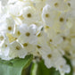 x3 Viburnum Cream Small
