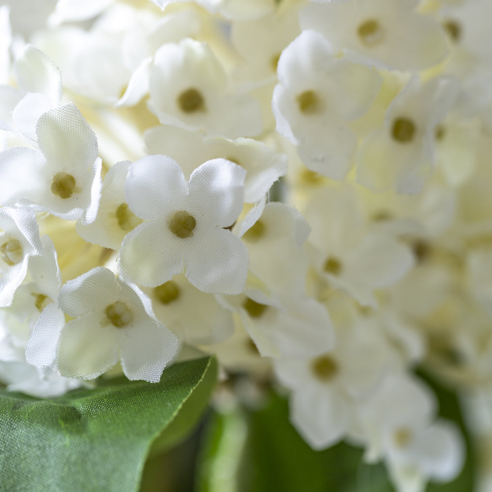 Viburnum Cream Small